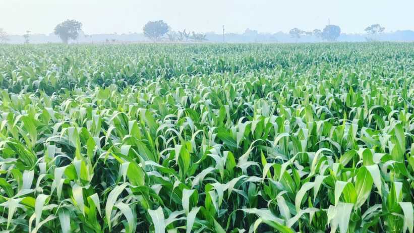 শেরপুরের ঝিনাইগাতীতে ভুট্টার বাম্পার ফলনের আশা করছেন চাষিরা
