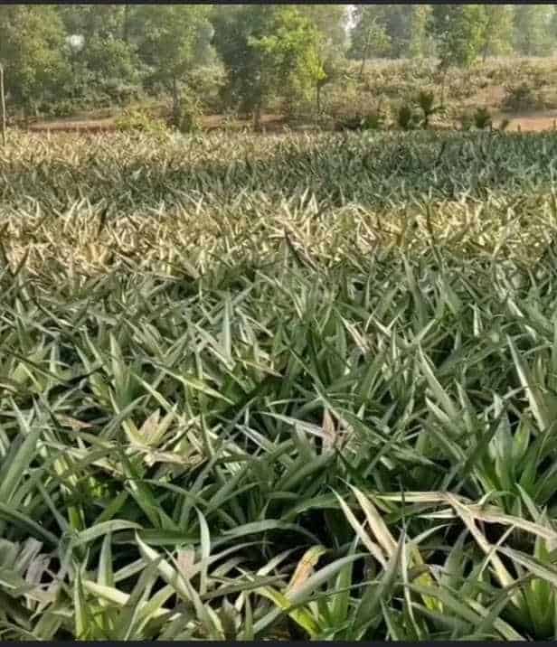ঝিনাইগাতী গারো পাহাড়ে কৃষিতে সম্ভাবনার নতুন দ্বার খুলে দিচ্ছে আনারস চাষ