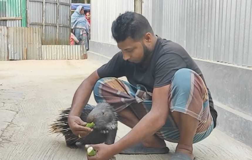 কুড়িয়ে পাওয়া সজারুকে ভালোবাসায় পোষ মানালেন লিটন মিয়া