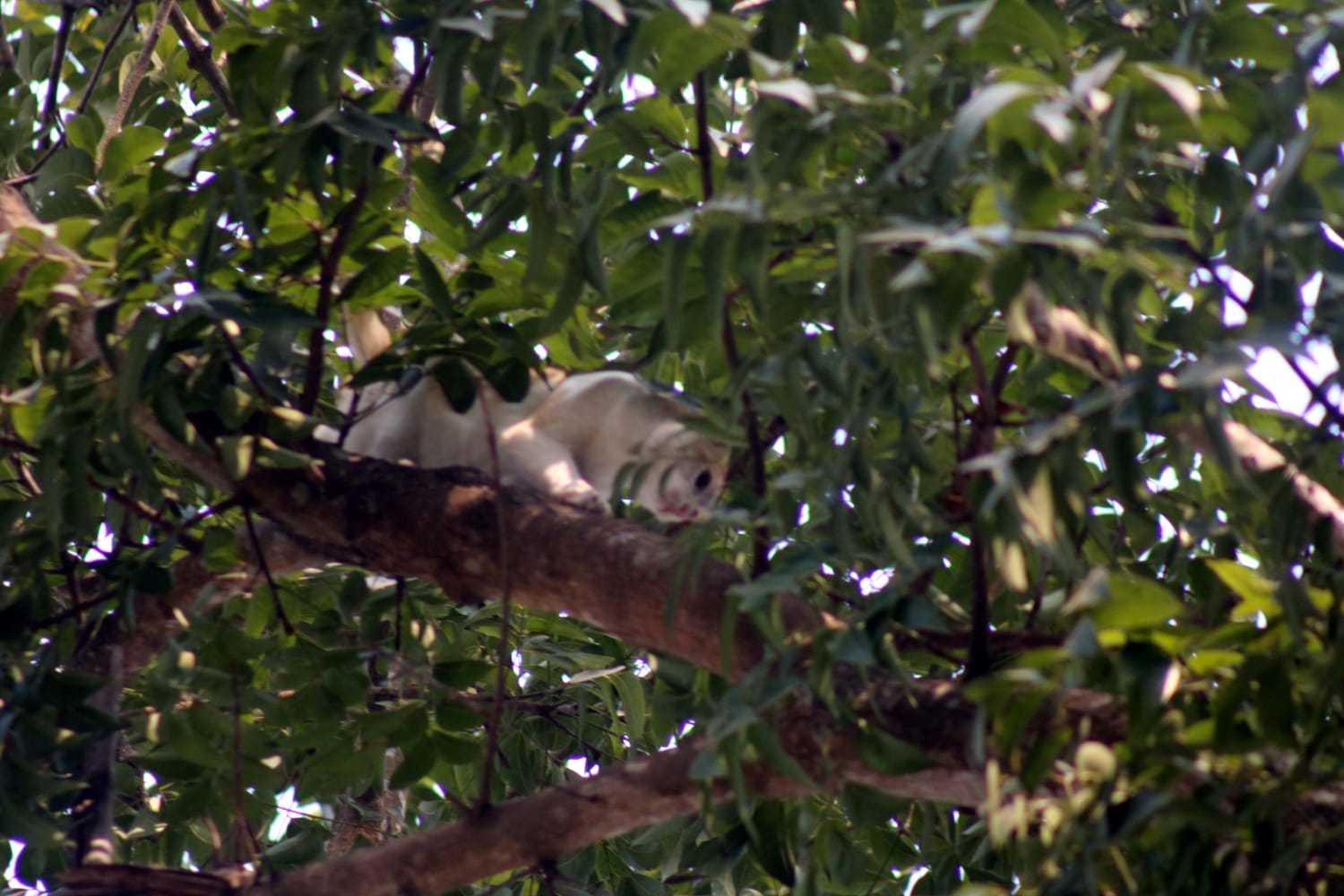 ফায়ার সার্ভিস ও প্রশাসনের তৎপরতায় রক্ষা পেল বিড়ালের জীবন