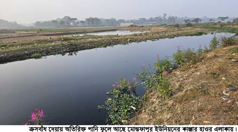 মৌলভীবাজারে বোরো আবাদে শঙ্কা, দুশ্চিন্তায় কৃষকেরা