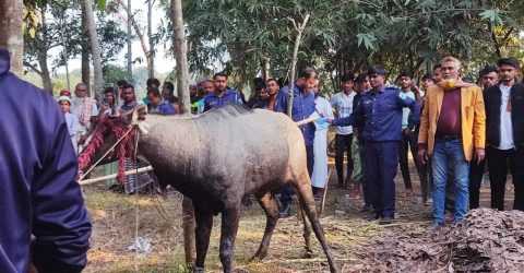 নাটোরের বাগাতিপাড়ায় গয়াল প্রজাতির নীলষাঁড় গরু উদ্ধার