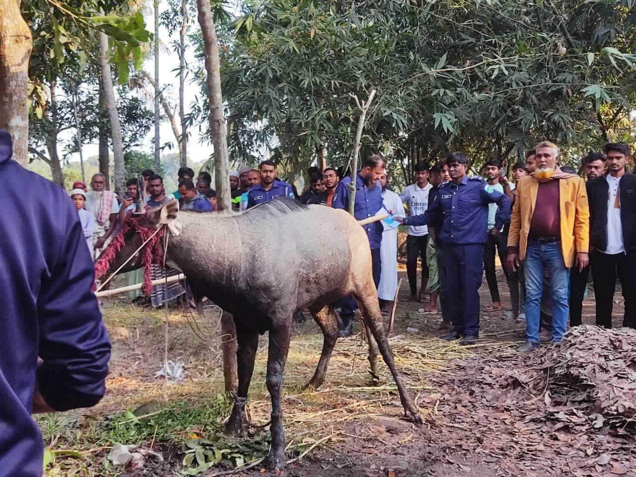 নাটোরের বাগাতিপাড়ায় গয়াল প্রজাতির নীলষাঁড় গরু উদ্ধার