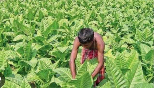 সদরপুরে বাড়ছে তামাক চাষের প্রবণতা