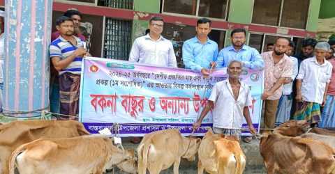 রাজাপুরে জেলেদের মাঝে বিকল্প কর্মসংস্থানের লক্ষ্যে বকনা বাছুর বিতরণ