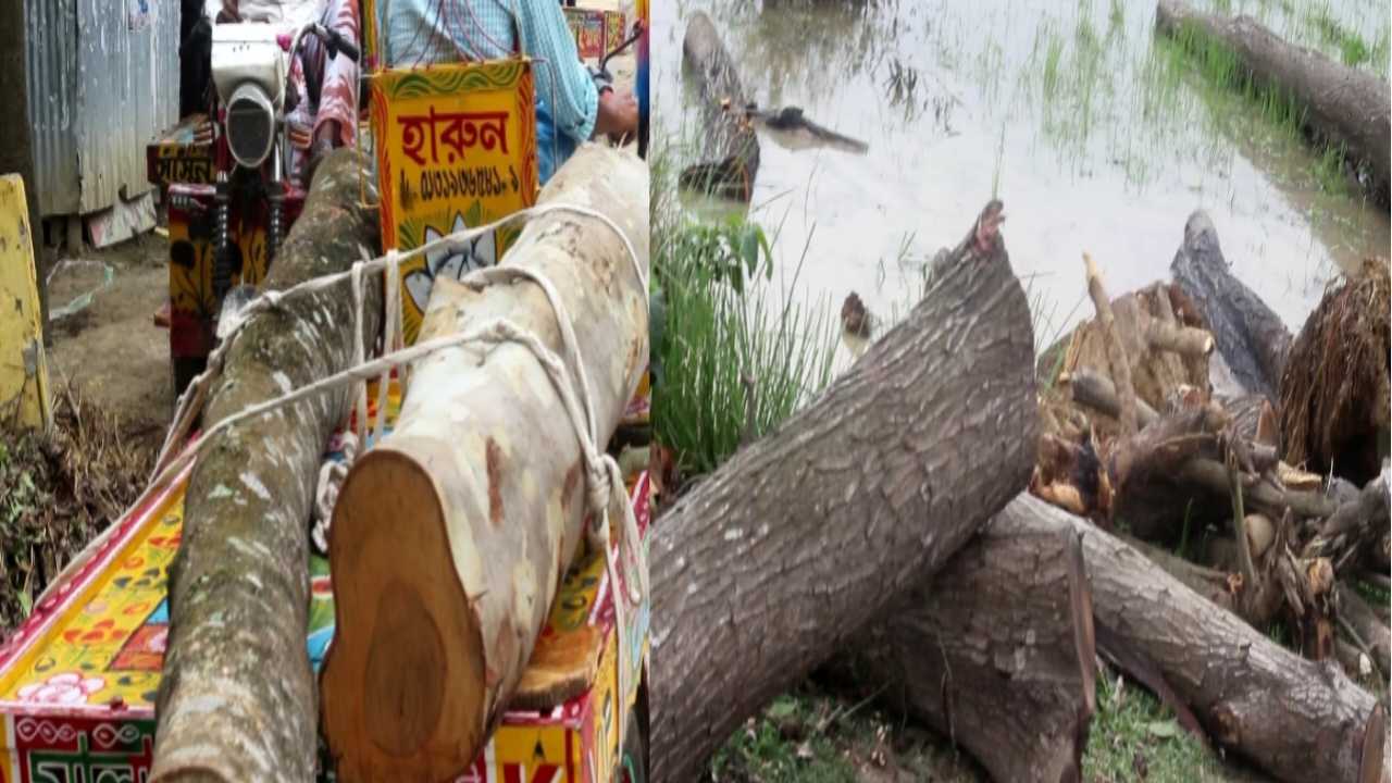 নওগাঁয় বন বিভাগের গাছ মিলেমিশে বিক্রি করলেন নিষিদ্ধ আ.লীগ-বিএনপি কর্মী ও ইউপি সদস্য, প্রশাসন নিরব