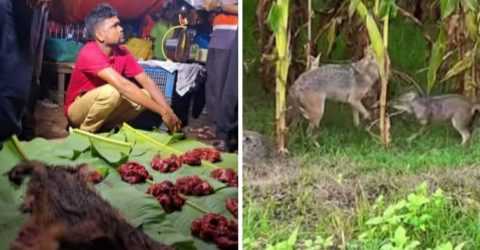 খাসির মাংস বলে কুকুর বা শিয়ালের মাংস বিক্রির ঘটনা উদ্বেগজনক ভাবে বাড়ছে!