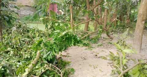 রংপুরে পারিবারিক বিরোধে গাছ কাটার অভিযোগ: ক্ষতিগ্রস্ত শিক্ষক নিরাপত্তা ও বিচার দাবি করছেন।