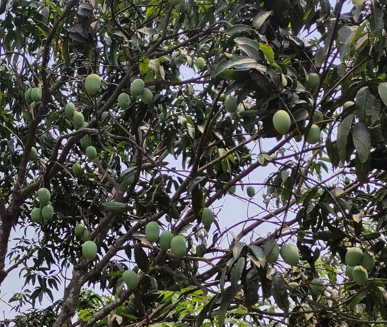 দিঘলিয়ায় আম চাষে বাজিমাত করেছেন তরুণ উদ্যোক্তা সবুজ
