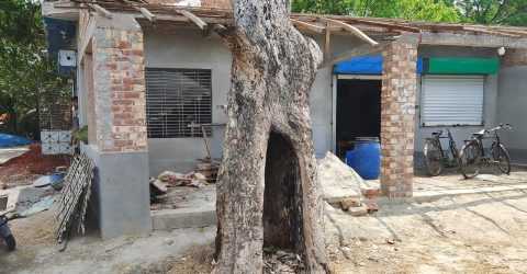 সাতক্ষীরায় সরকারি জায়গায় প্রাচীন বটগাছ নিধনের অভিযোগ, এলাকাবাসীর ক্ষোভ
