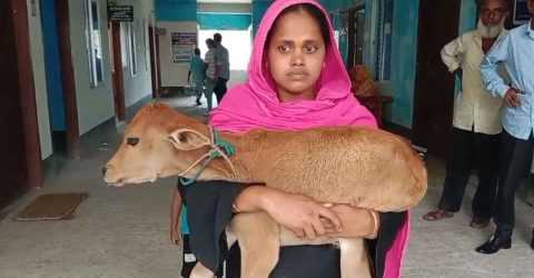 গরু নিয়ে যাওয়ার ঘটনায় স্বেচ্ছাসেবক দল নেতা বহিষ্কার, গরু ফেরত পেলেন অসহায় নারী