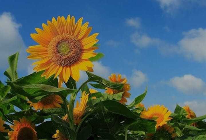 মোরেলগঞ্জে লবণাক্ত পতিত জমিতে মাঠজুড়ে সূর্যমূখীর হাঁসির ঝিলিক।