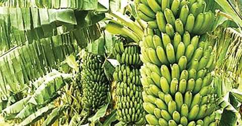 সুন্দরবনের উপকূলে কলা চাষে ভাগ্য বদল, চাষি পারভেজ খানের সাফল্য নজর কাড়ছে।