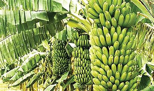 সুন্দরবনের উপকূলে কলা চাষে ভাগ্য বদল, চাষি পারভেজ খানের সাফল্য নজর কাড়ছে।