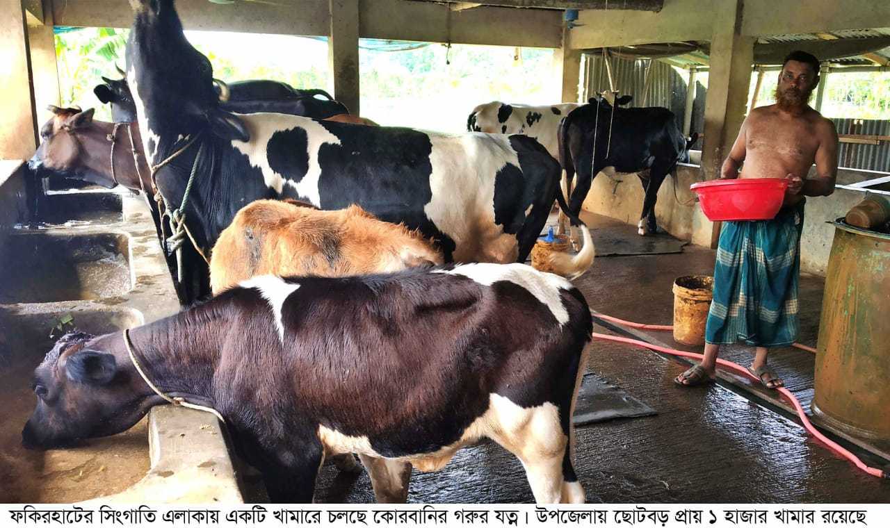 ফকিরহাটে কোরবানি ঘিরে খামারিদের ব্যস্ততা, প্রস্তুত ১২ হাজার গরু-ছাগল