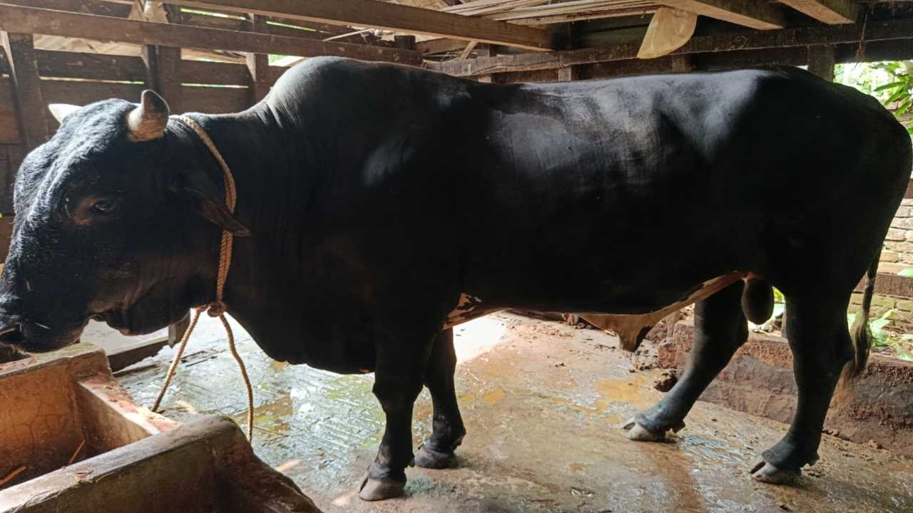 রাজাপুরে ঈদুল আজহা উপলক্ষে নজর কাড়ছে ১ হাজার ৮০০কেজির ‘ব্লাক ডায়মন্ড’, দাম হাঁকানো হয়েছে ১০ লাখ টাকা, উপহার হিসেবে থাকছে আরেকটি ২ লাখ টাকার ষাঁড় গরু
