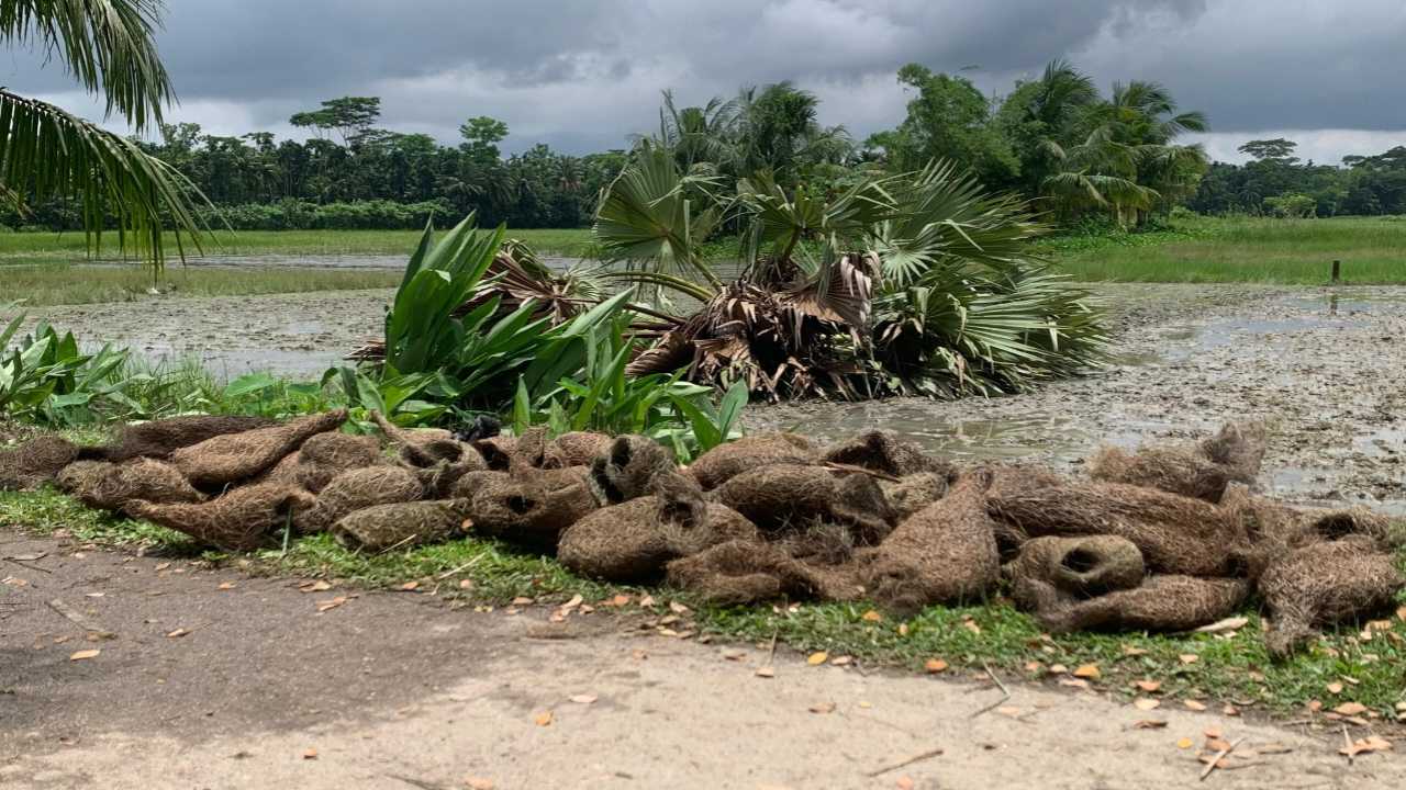 বাবুই পাখির কান্না কেউ শুনল না—তালগাছ কেটে মুছে দেওয়া হলো শত ছানার জীবন