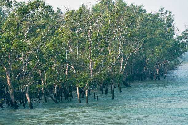 সুন্দরবন ভ্রমণে নিষেধাজ্ঞা, দুশ্চিন্তায় পর্যটকবাহী নৌযান জেলে পরিবার