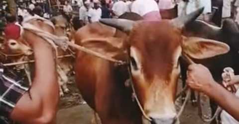 জমে উঠেছে ঐতিহ্যবাহী হাতিরদিয়ার কুরবানির হাটের পশু কেনাবেচা