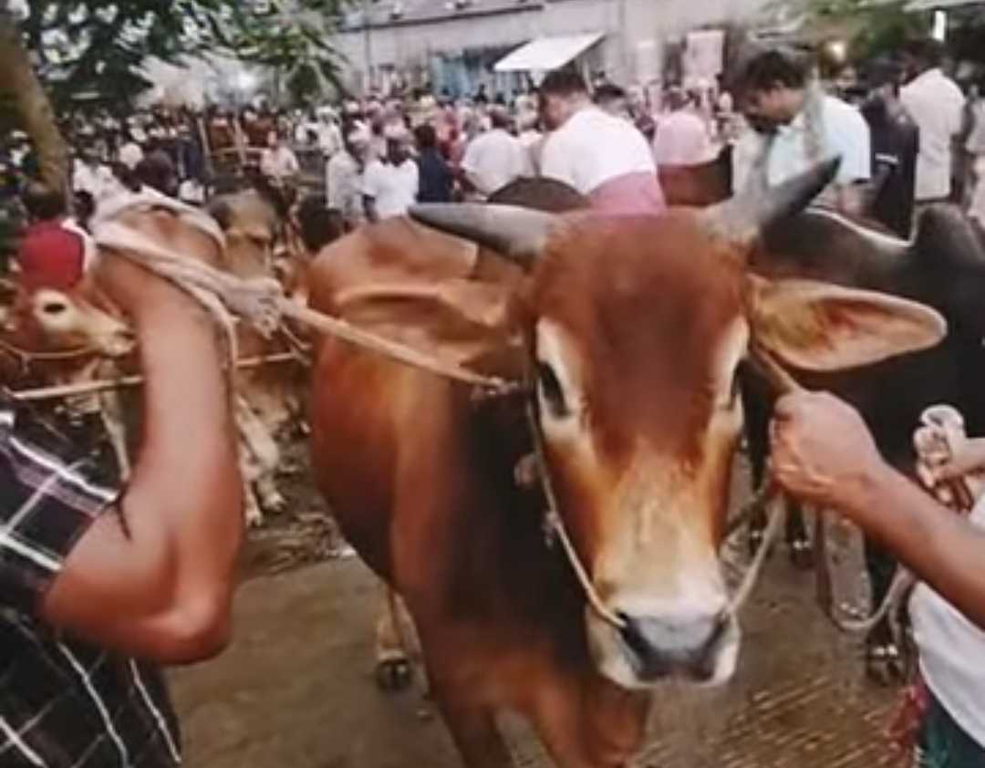 জমে উঠেছে ঐতিহ্যবাহী হাতিরদিয়ার কুরবানির হাটের পশু কেনাবেচা