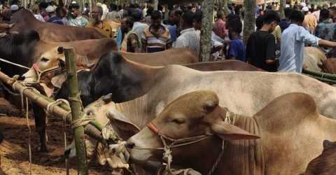 টাংগাইলে কোরবানির হাট জমজমাট।