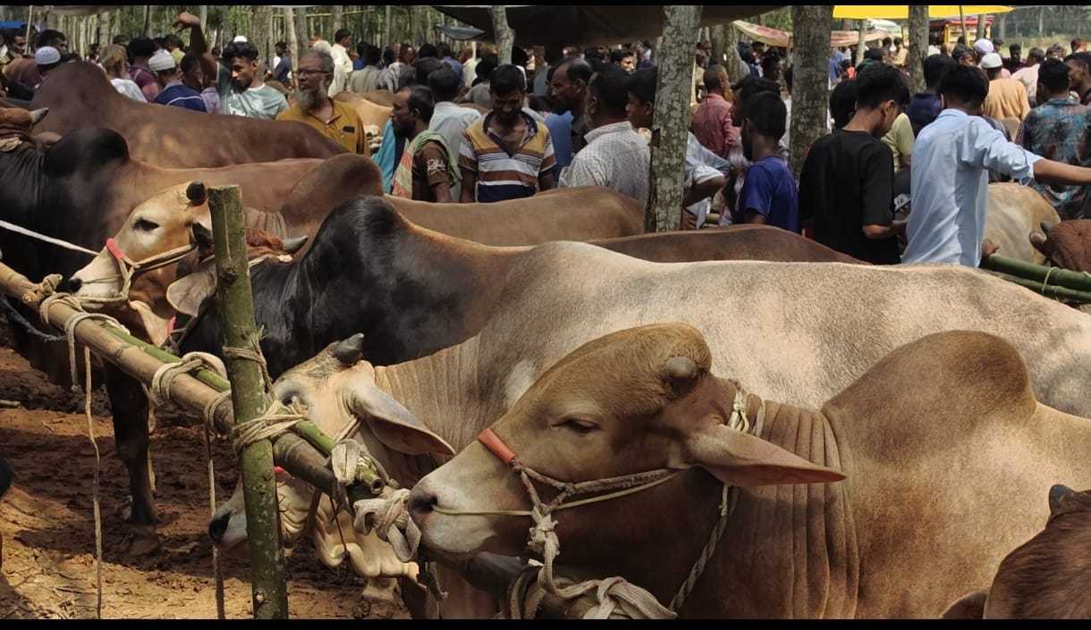টাংগাইলে কোরবানির হাট জমজমাট।