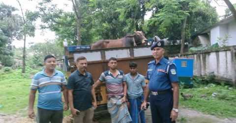 জামালপুরে চোরাই গরুসহ আটক-২