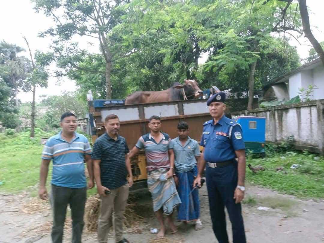 জামালপুরে চোরাই গরুসহ আটক-২