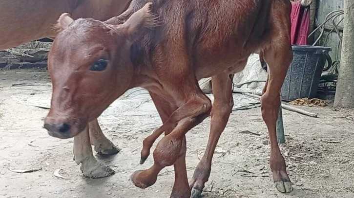 গোপালপুরে ৫ পা নিয়ে জন্ম নিল বাছুর: এলাকায় চাঞ্চল্য
