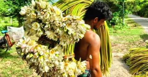 দিঘলিয়ার হাটবাজারে শাপলার কদর বাড়ছে,স্বাদে-পুষ্টিতে সমৃদ্ধ এই জলজ উদ্ভিদ দখল করছে ভোজনরসিকের মন।