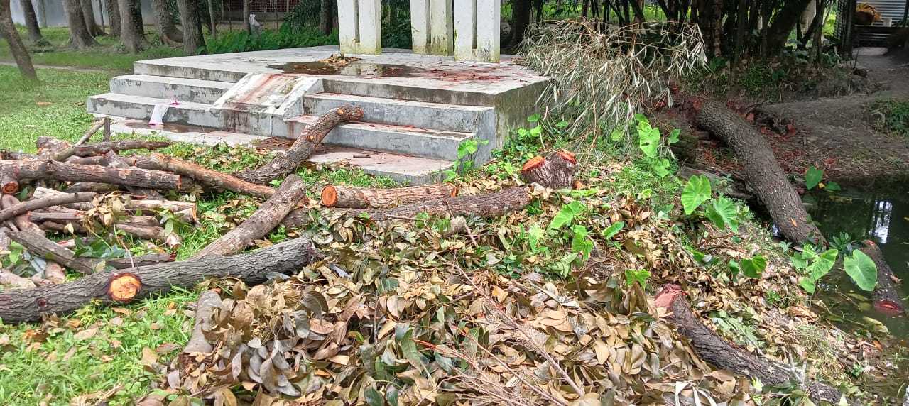 অনুমতি ছাড়া স্কুল আঙিনার ৩টি গাছ বিক্রি করলেন প্রধান শিক্ষক