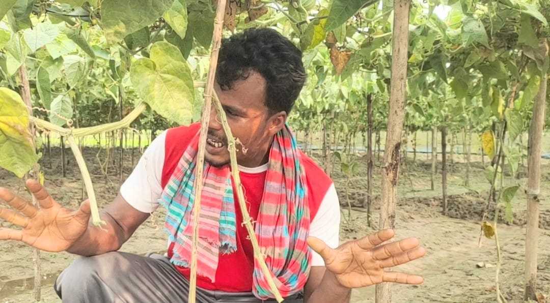 মোহনপুরে কৃষকের পটল ক্ষেত কেটে দিল দুর্বৃত্তরা, তিন লক্ষ টাকার ক্ষতি