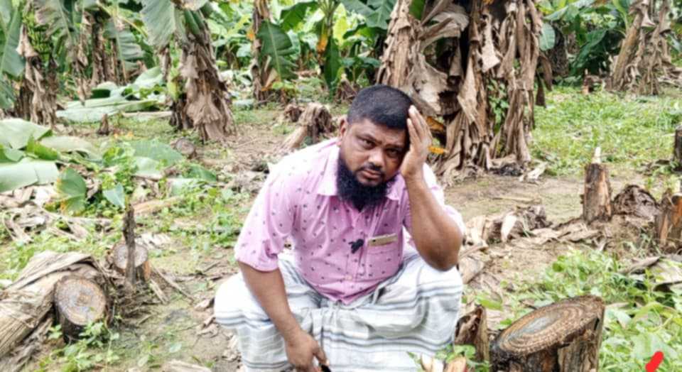 ফলসহ গাছের মাথা কেটে দিয়েছে দুর্বৃত্তরা