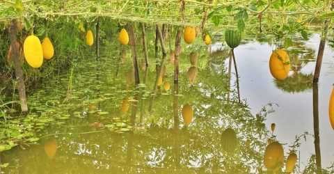 ফকিরহাটে অসময়ের তরমুজ চাষে বাম্পার ফলন